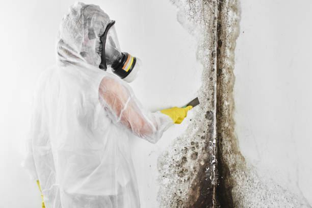 Best Kitchen Mold Remediation in Coventry Lake, CT