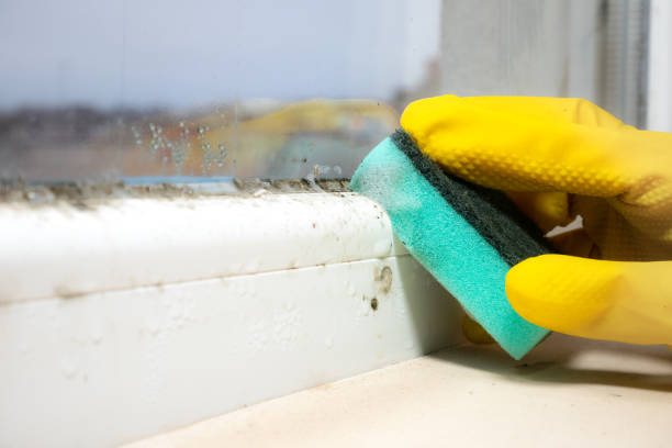 Best Commercial Mold Remediation in Coventry Lake, CT