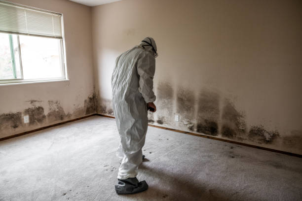 Best DIY Mold Remediation Support Services in Coventry Lake, CT